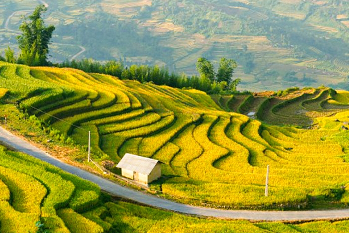 Rice terrace in Hoang Su Phi